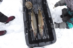 Madekoukulla pyydettyjä haukia