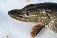 Madekoukulla pyydetty hauki