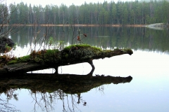 Joutsituvan "rantavahti"