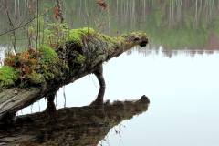 Joutsituvan "rantavahti"