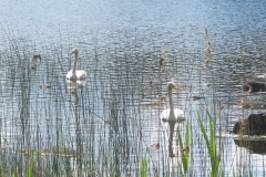 Joutsenia Kankaistenjärvellä